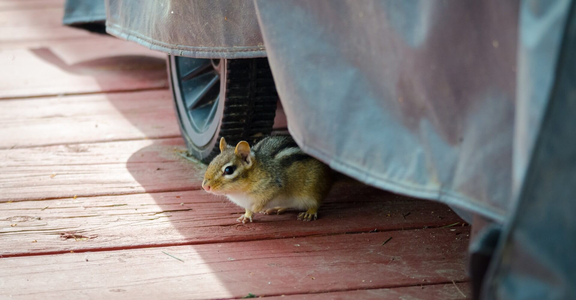 Chipmunk Trapping, Removal & Repairs