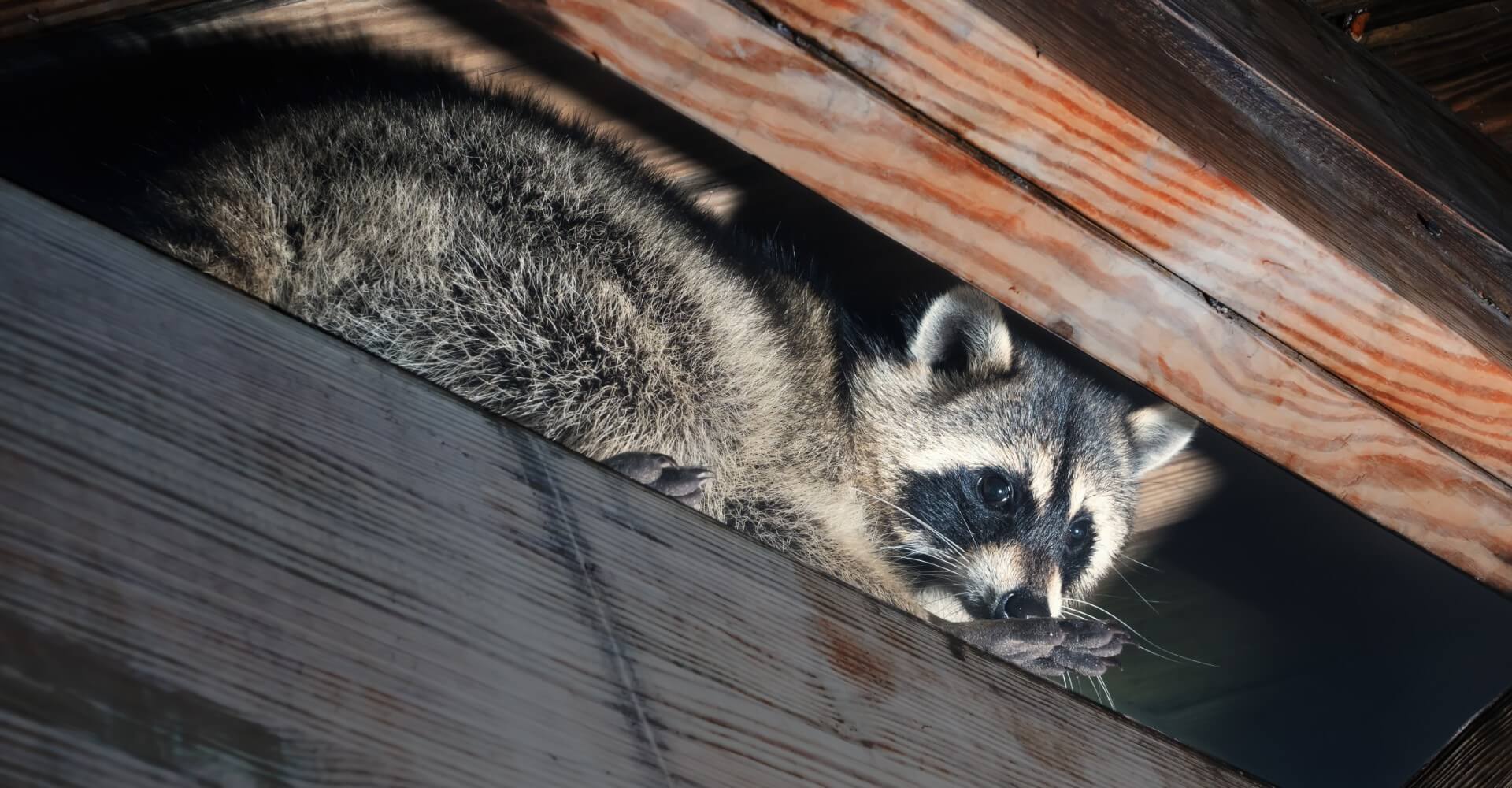 Catch em Critters Iowa Coralville Humane Animal Removal