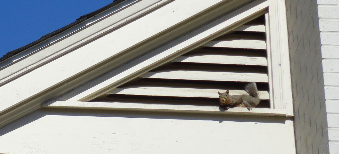 Critter trapping mitigation removal control repair services attic